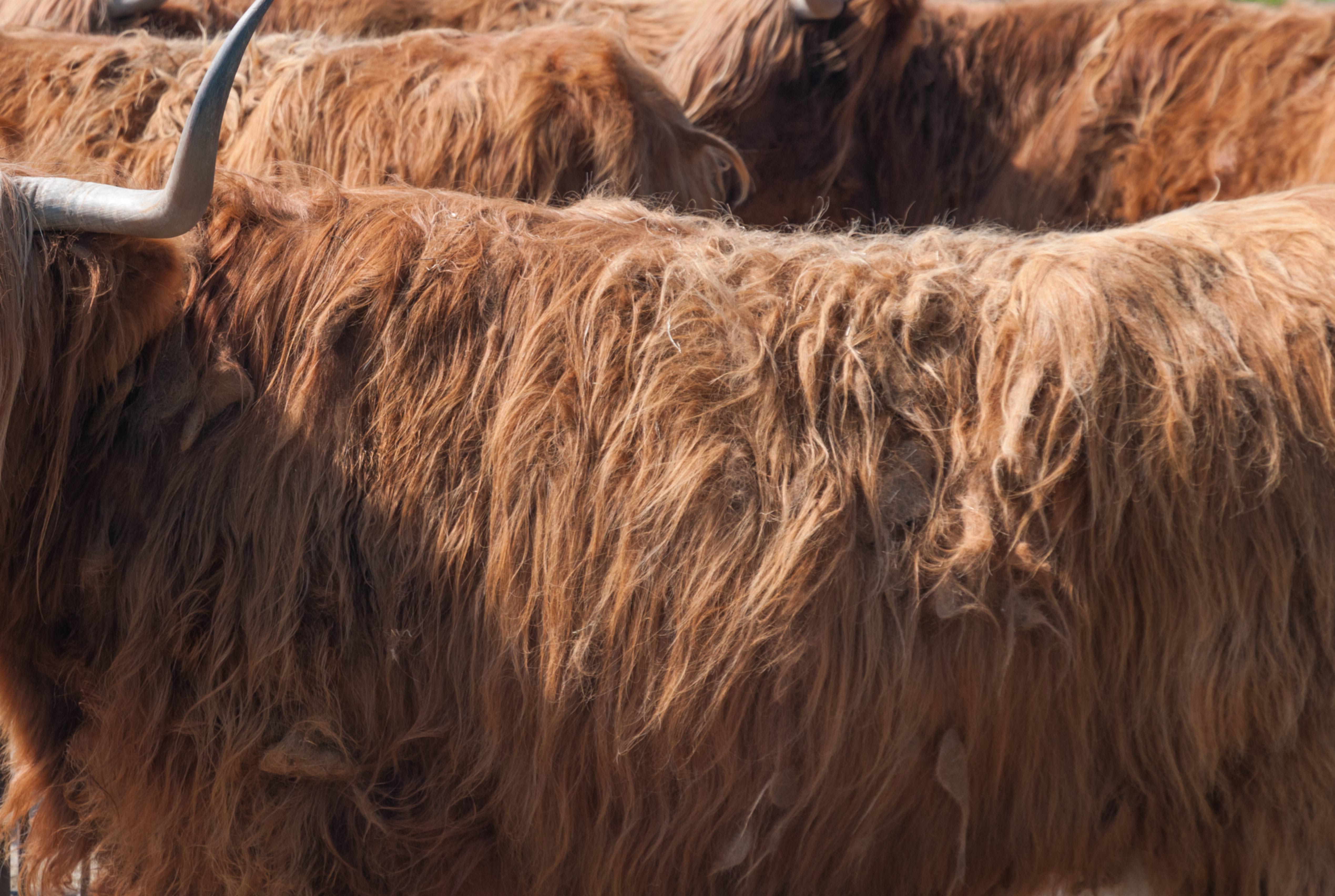 Highland Cattle Fur Texture