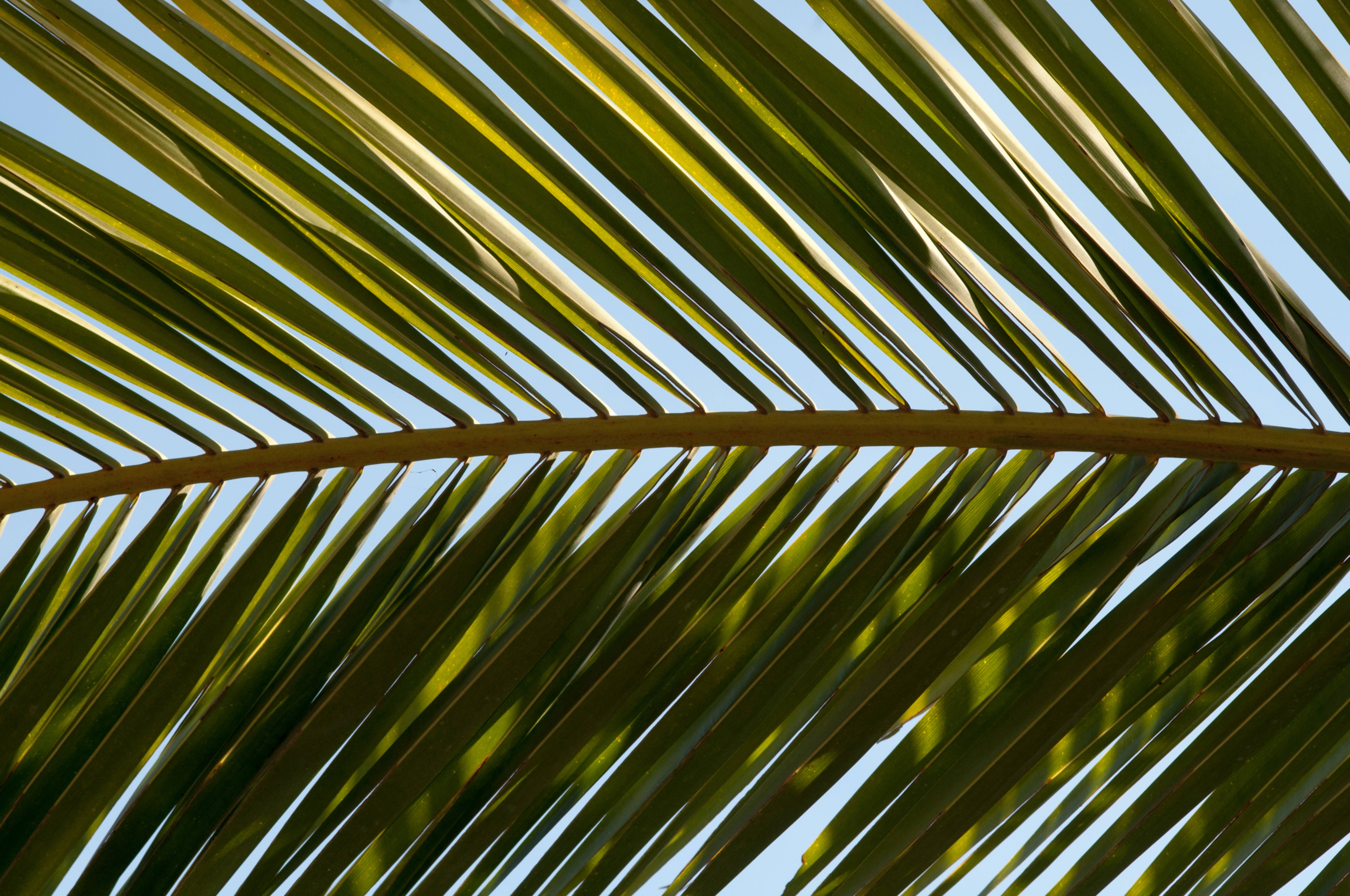 Horizontal Close-Up Pineapple Tree Leaf