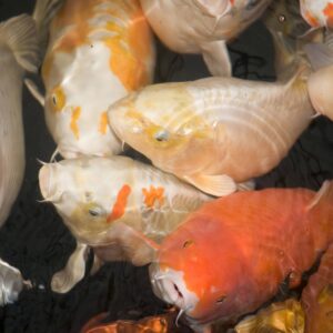 Hungry Koi Carp