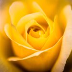 Intense bright yellow rose