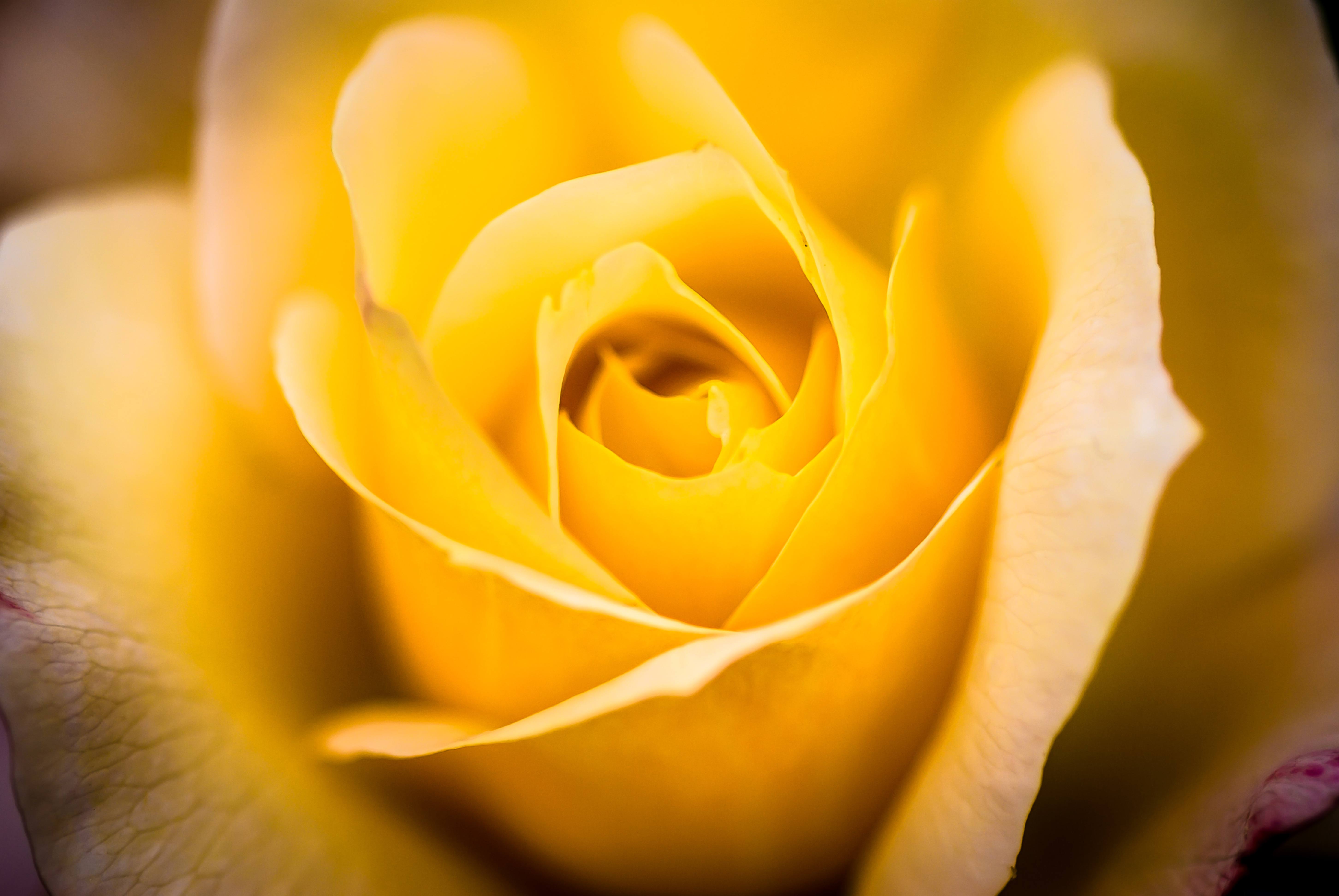Intense bright yellow rose