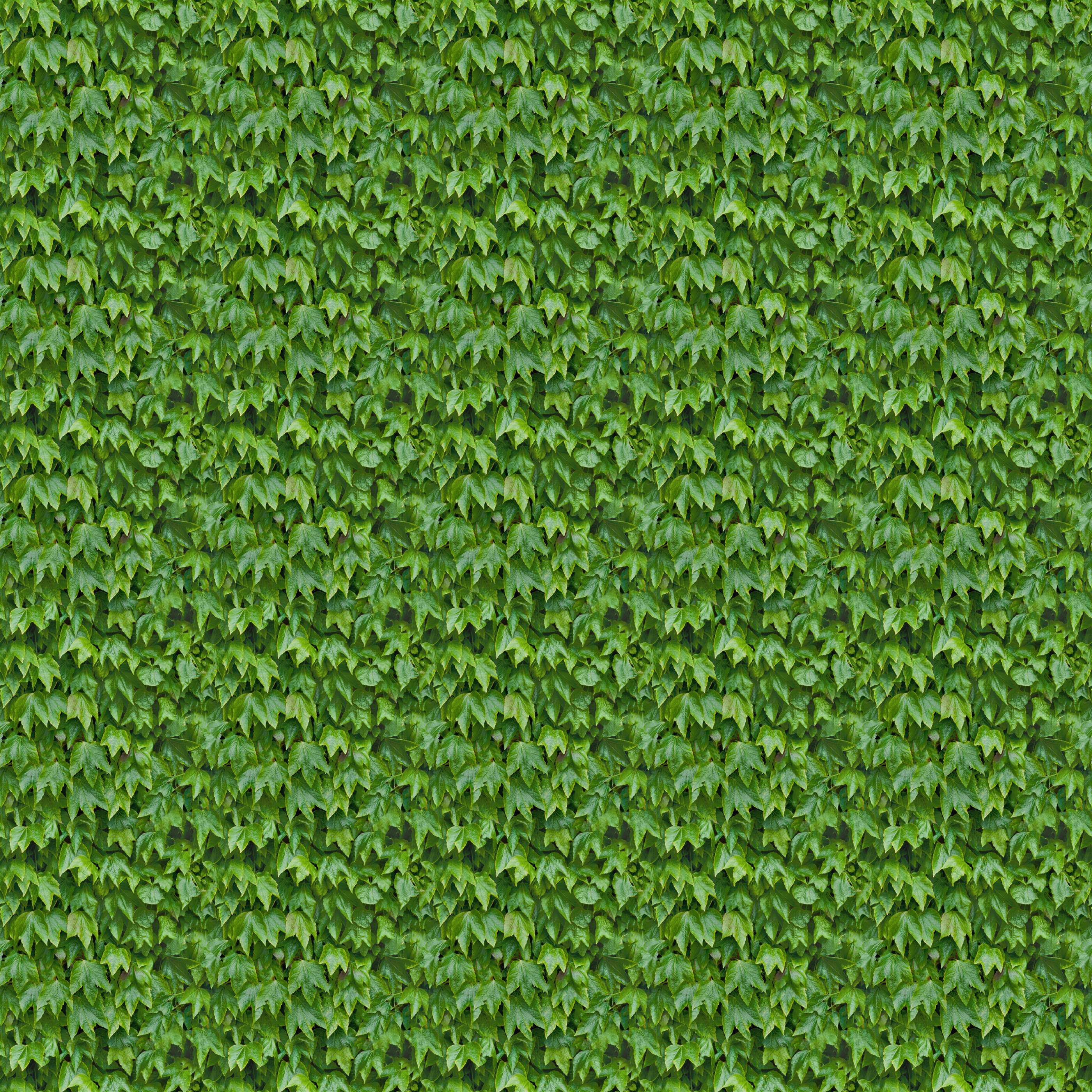 Ivy Leaves Seamless Texture Background