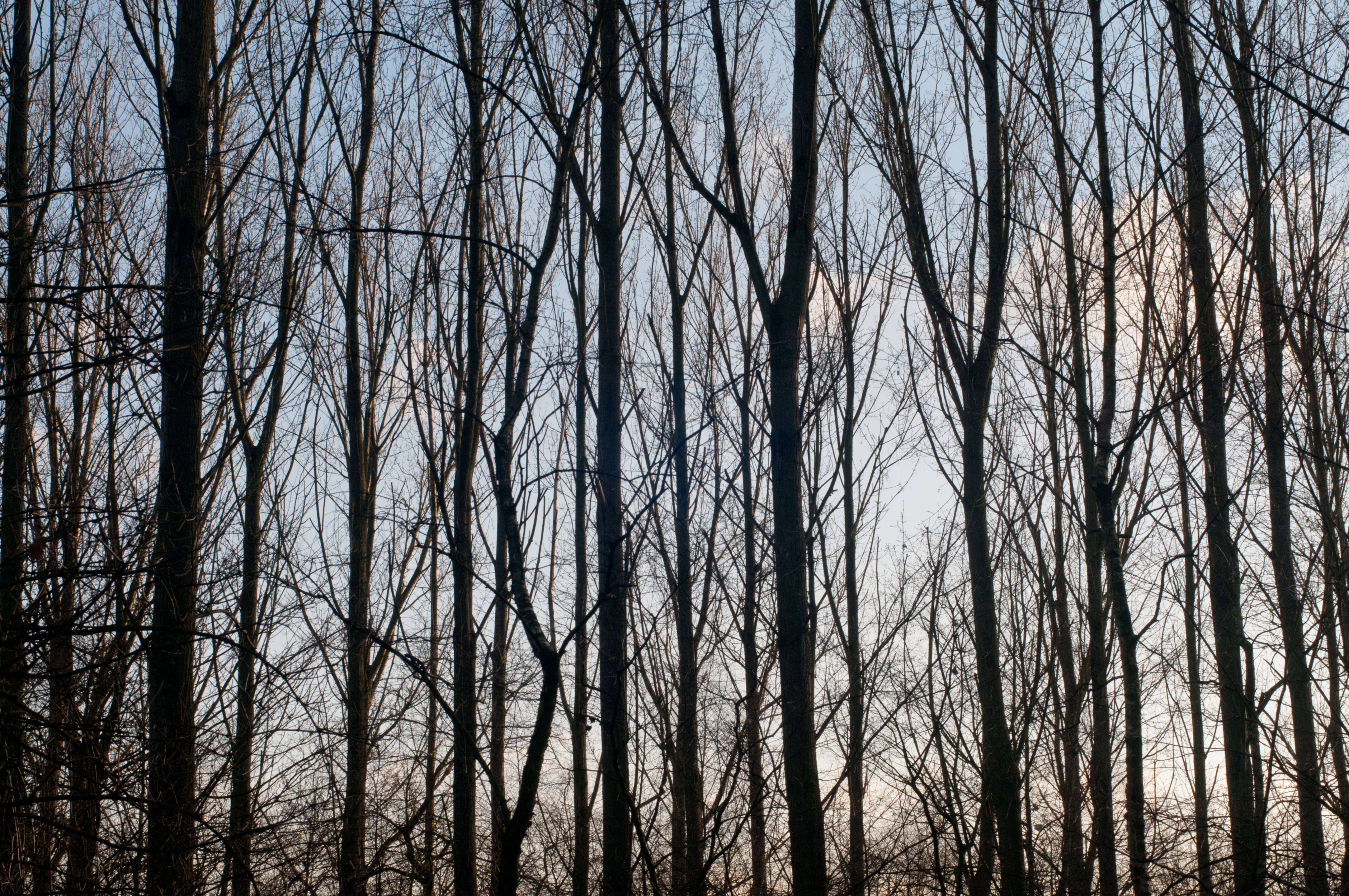 Large thin trees background