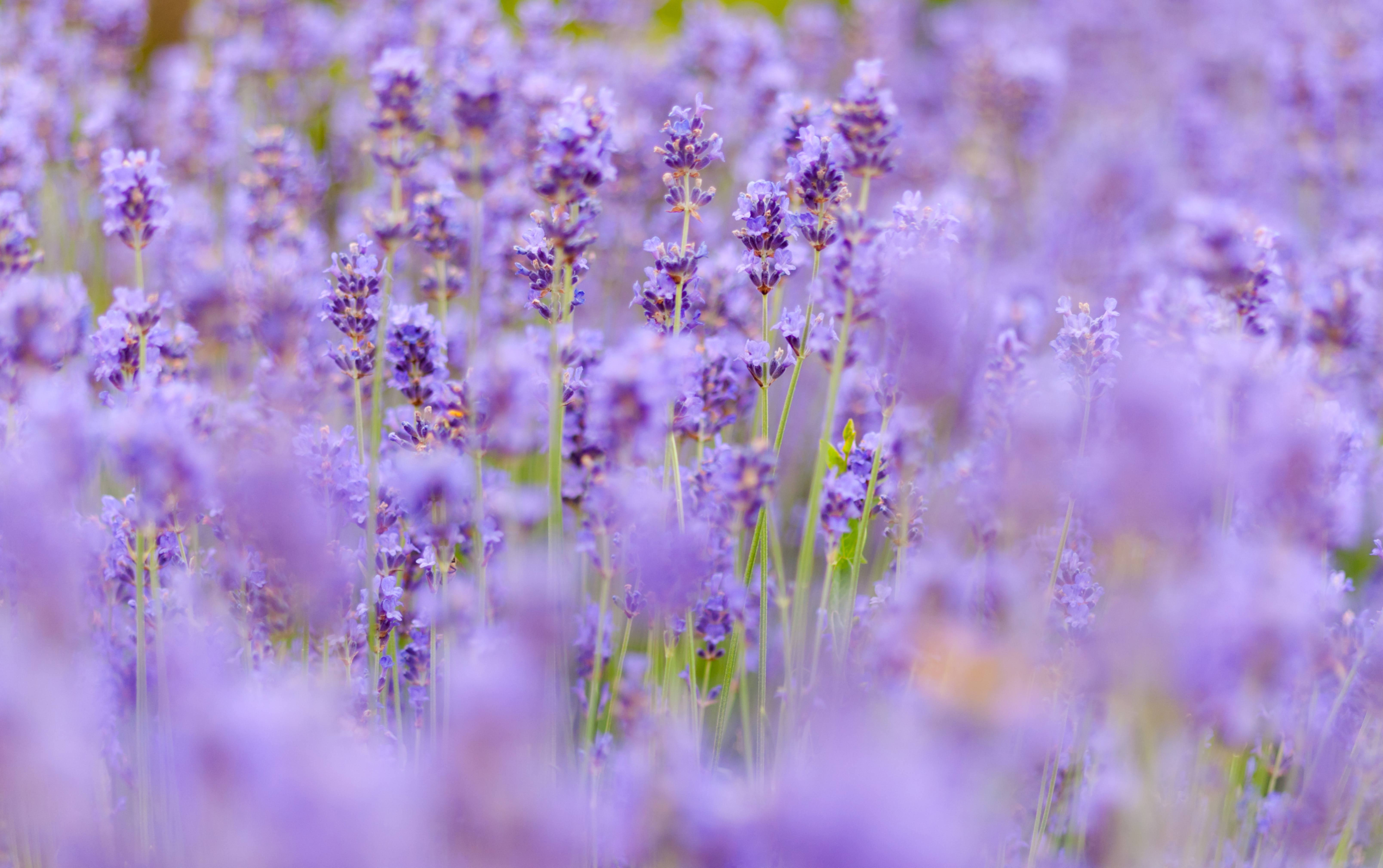 Lavender background bokeh high quality photo