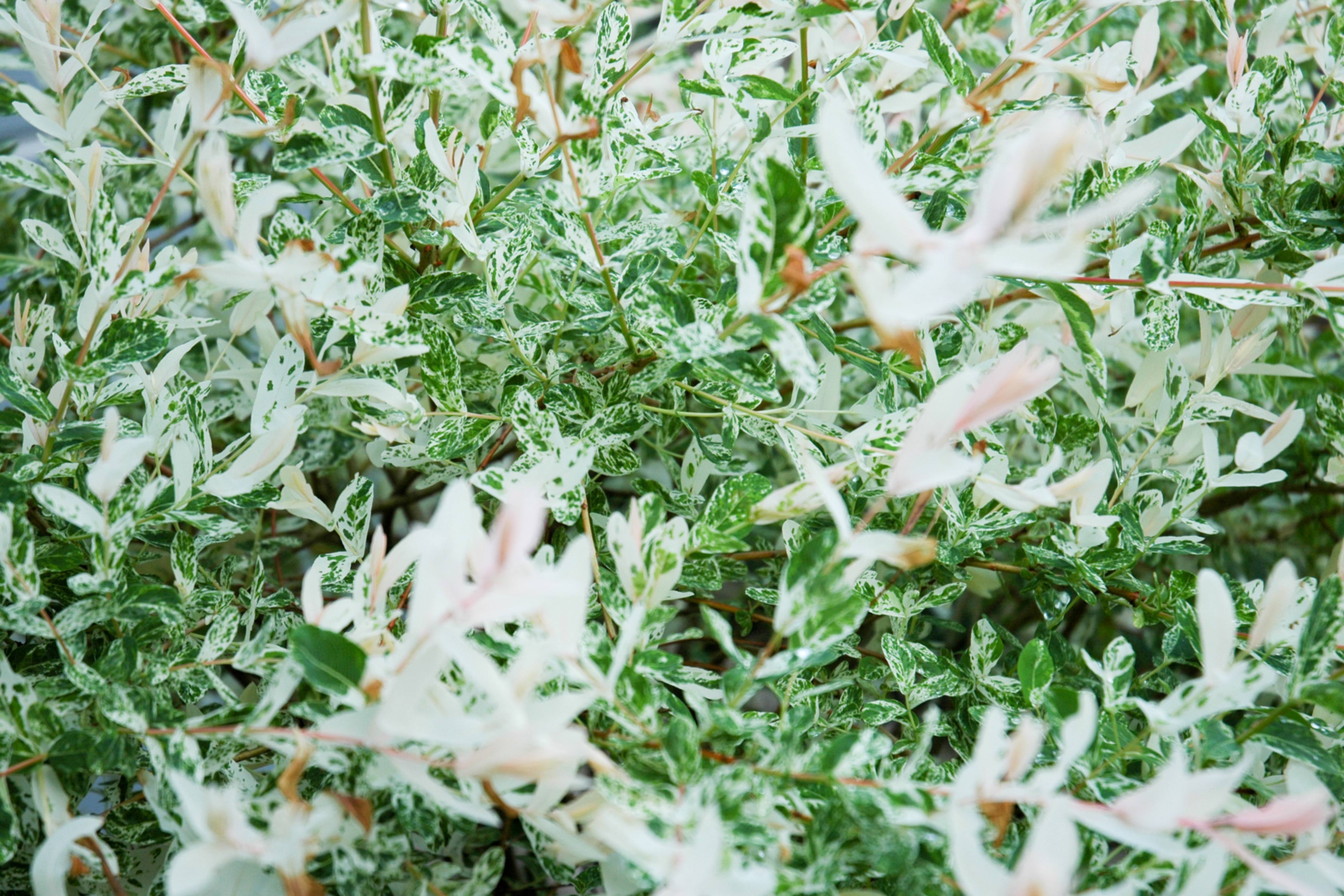 Light Flower Variegated Plants Leaves