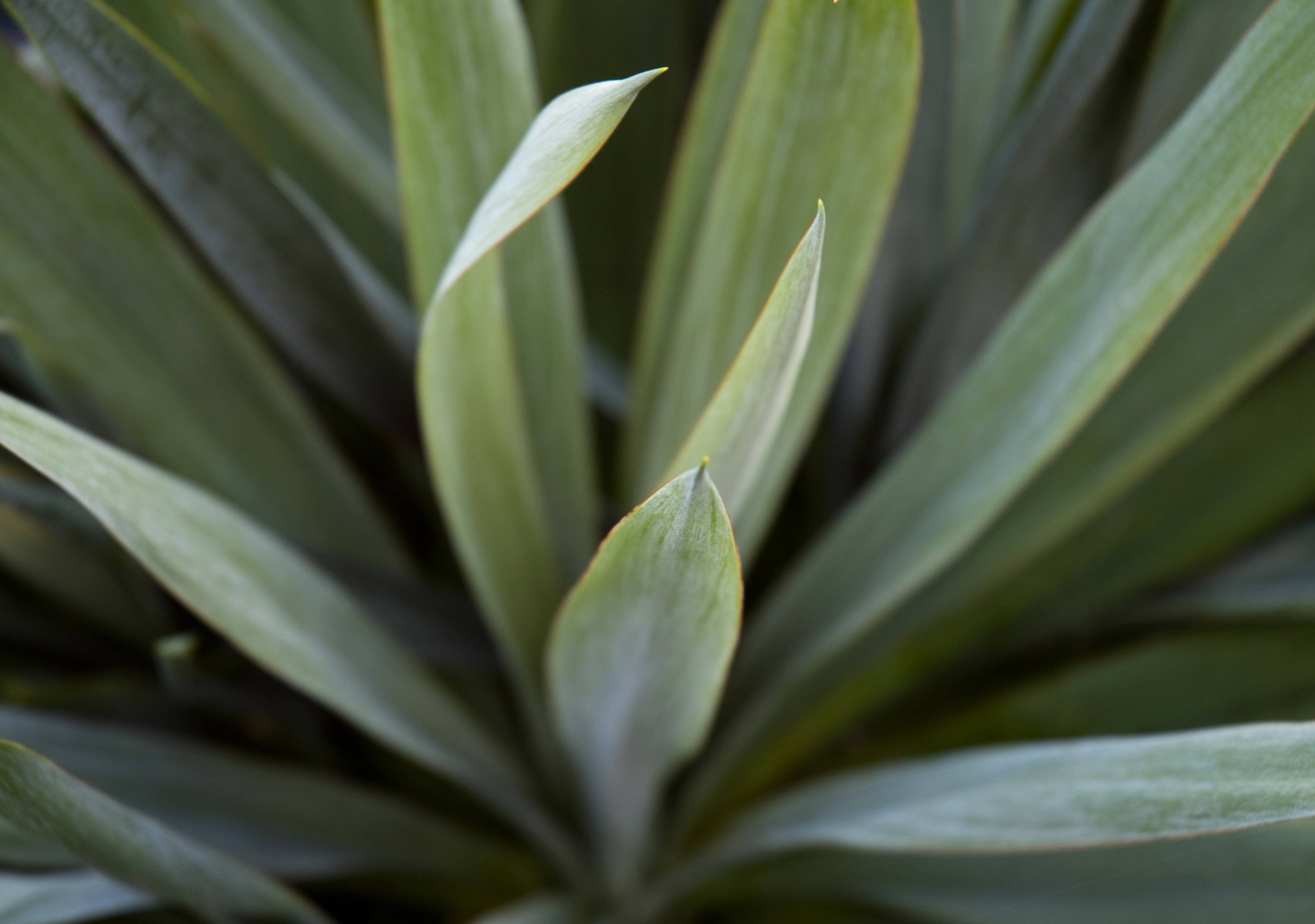 Long Green Cactus Leaves