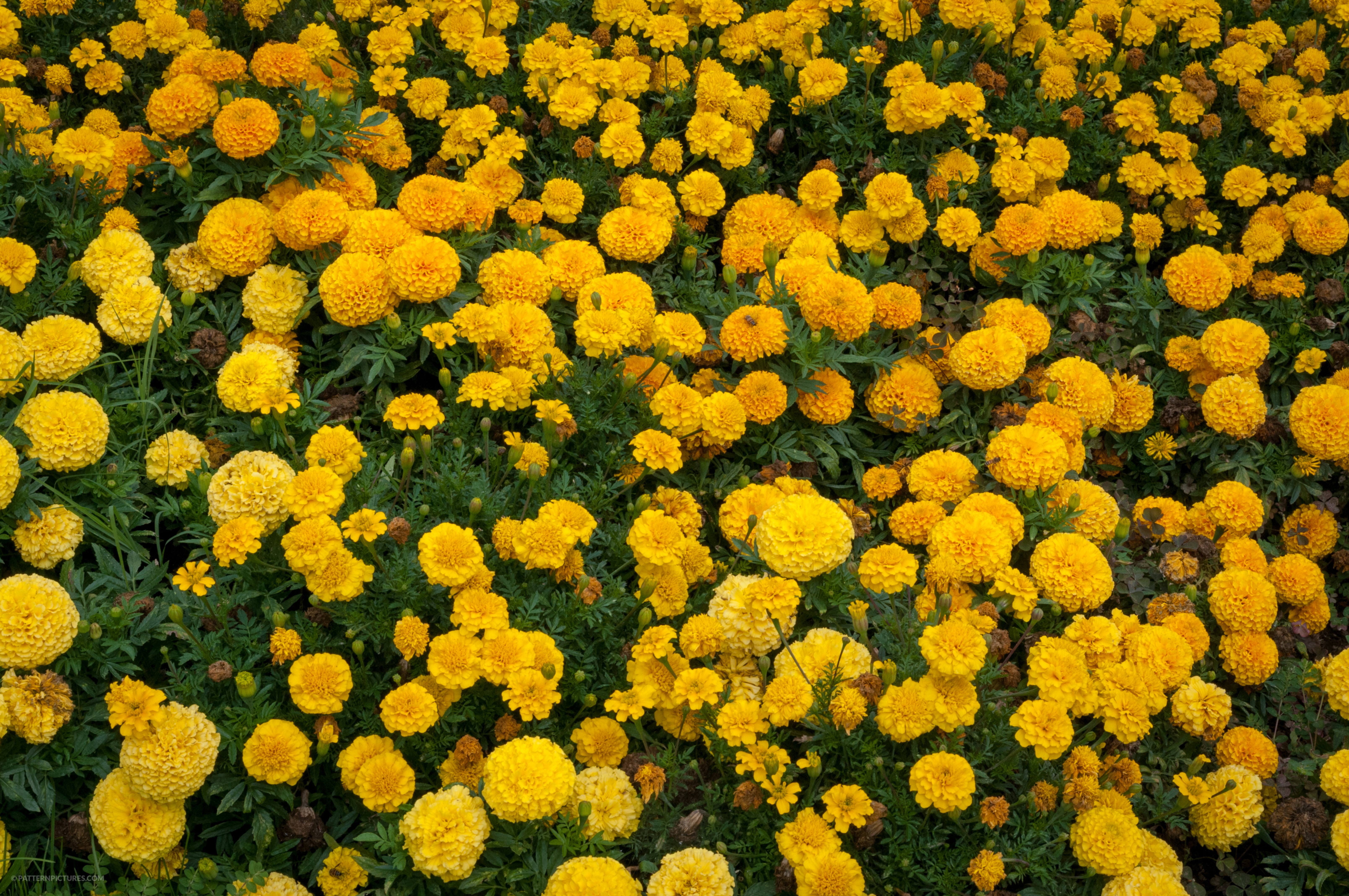 Marigold yellow flowers free photo
