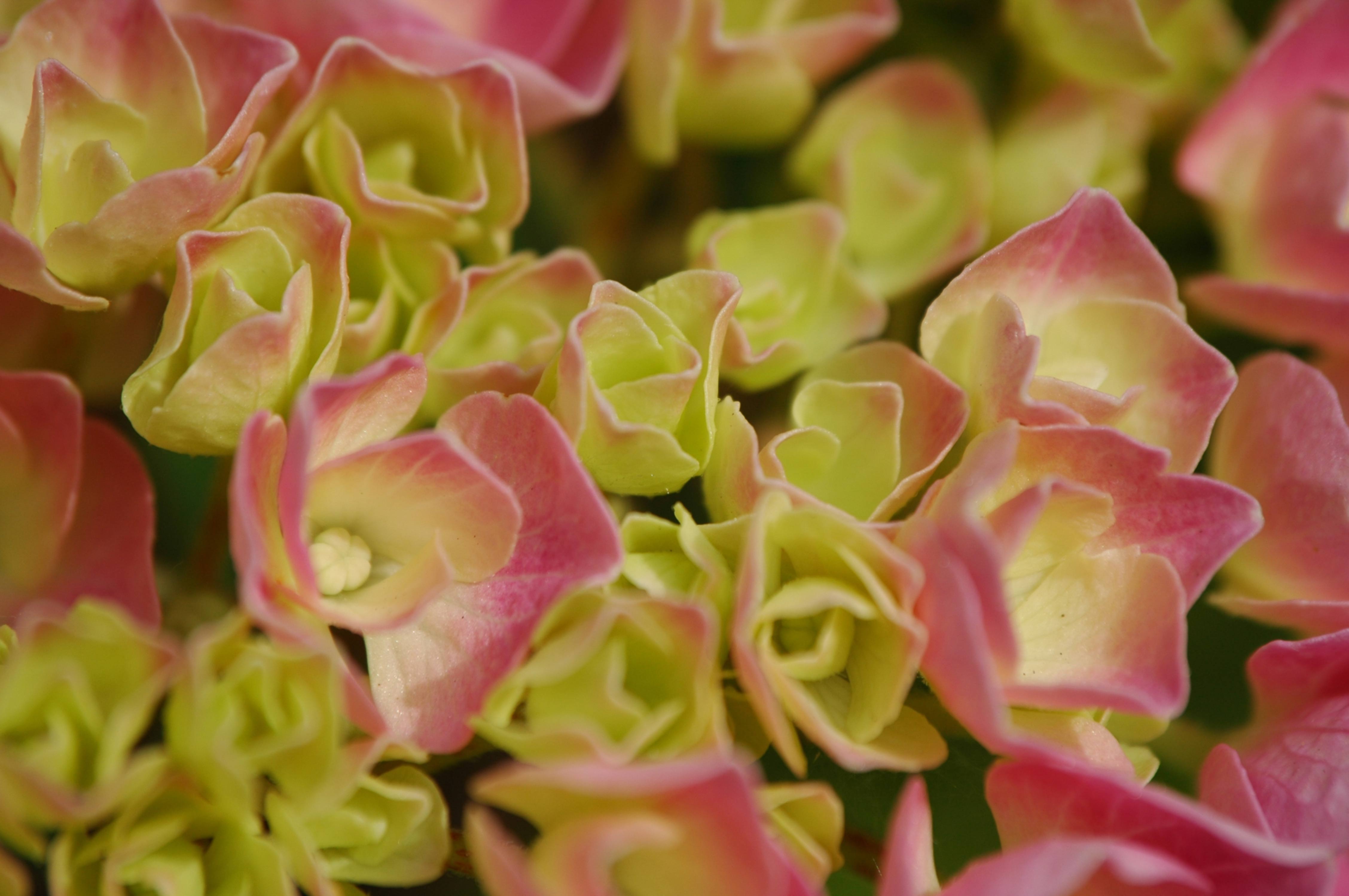 Mini Bed of Green and Pink Coloured Flowers
