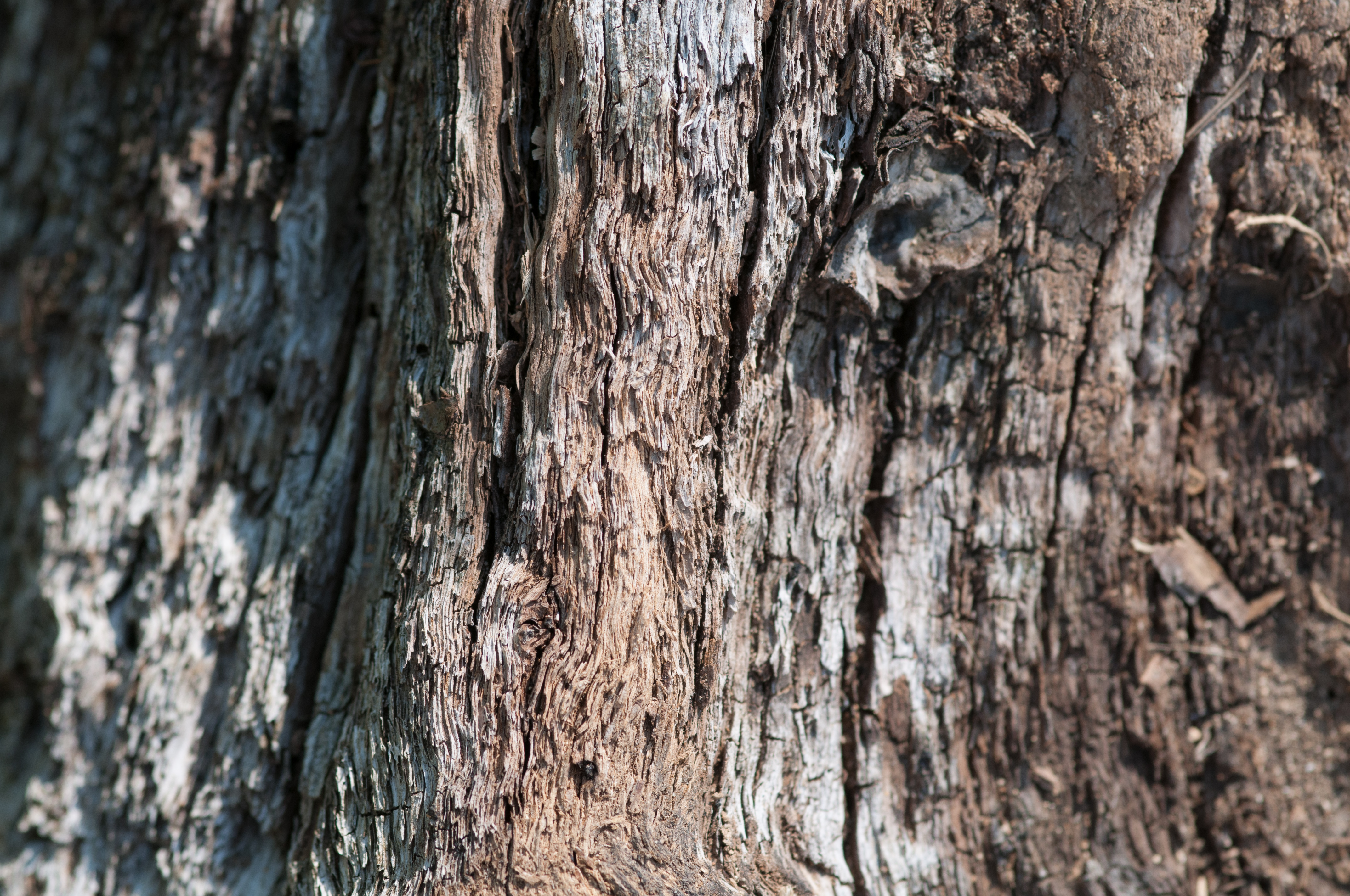Old wood tree branch small focus
