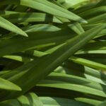 Overlapping Green Long Leaves