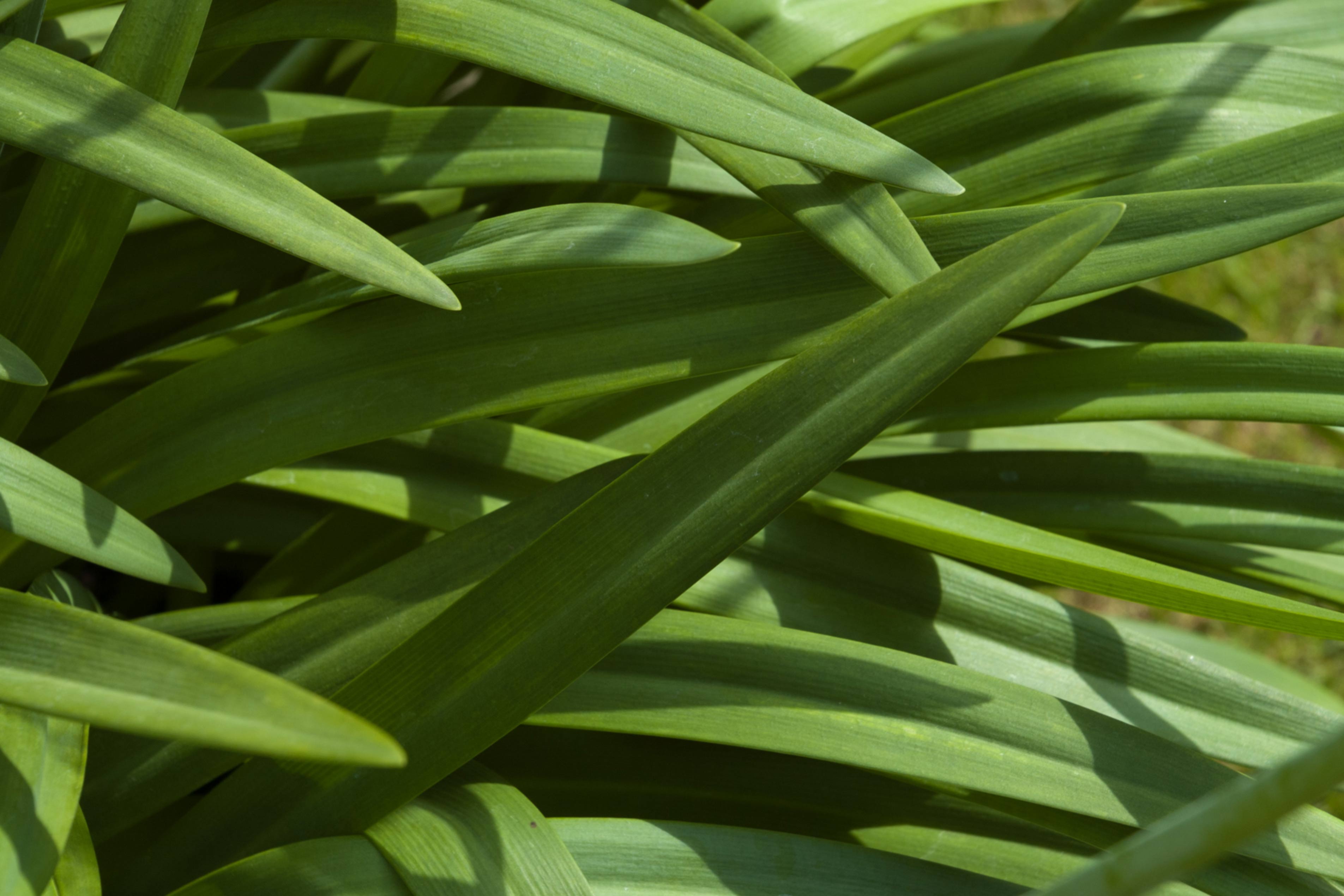 Overlapping Green Long Leaves