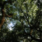 Central Park Treetops