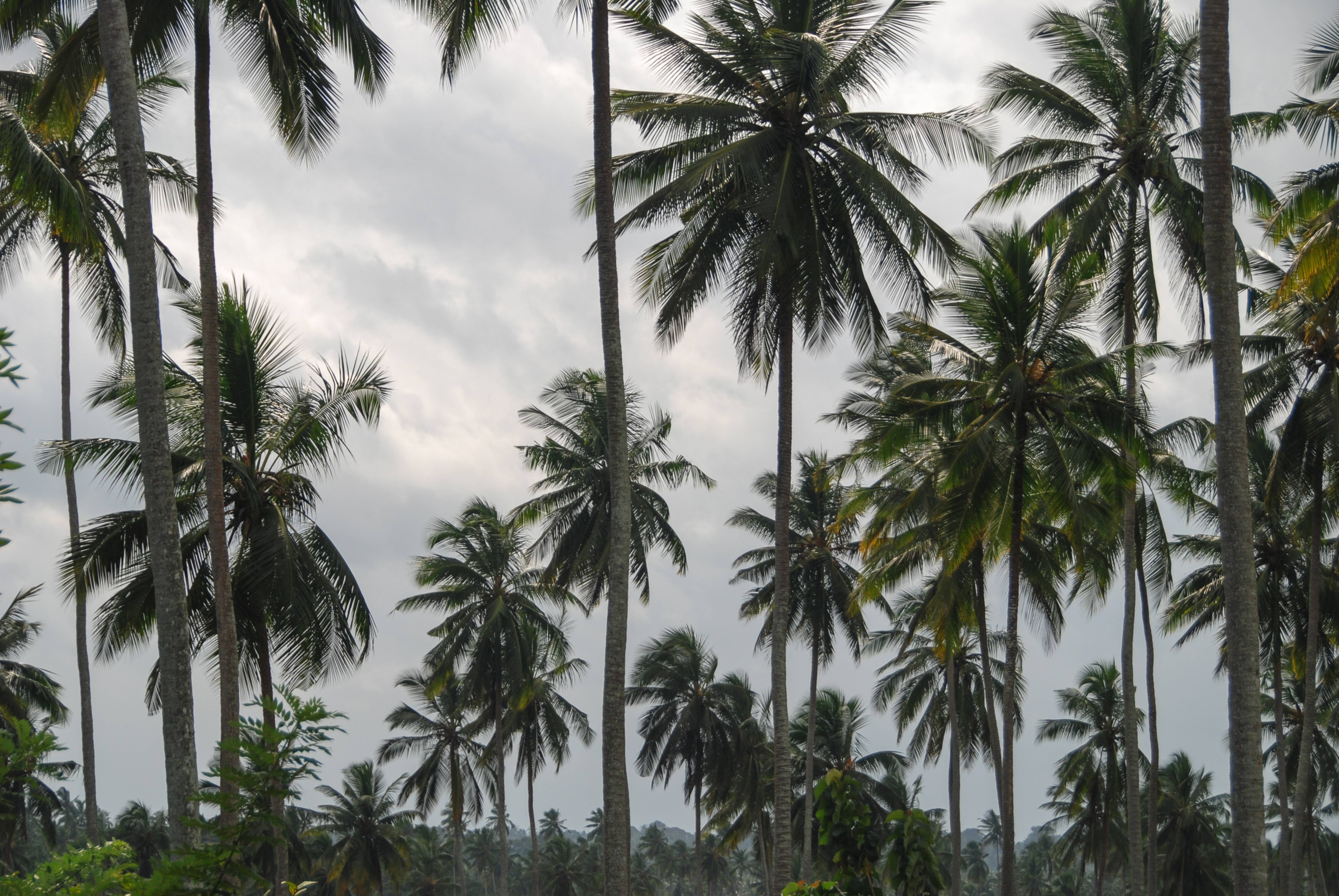 Black and White Palmtrees