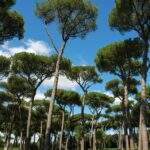 Taking a relaxing walk in Romes Gianicolo Park