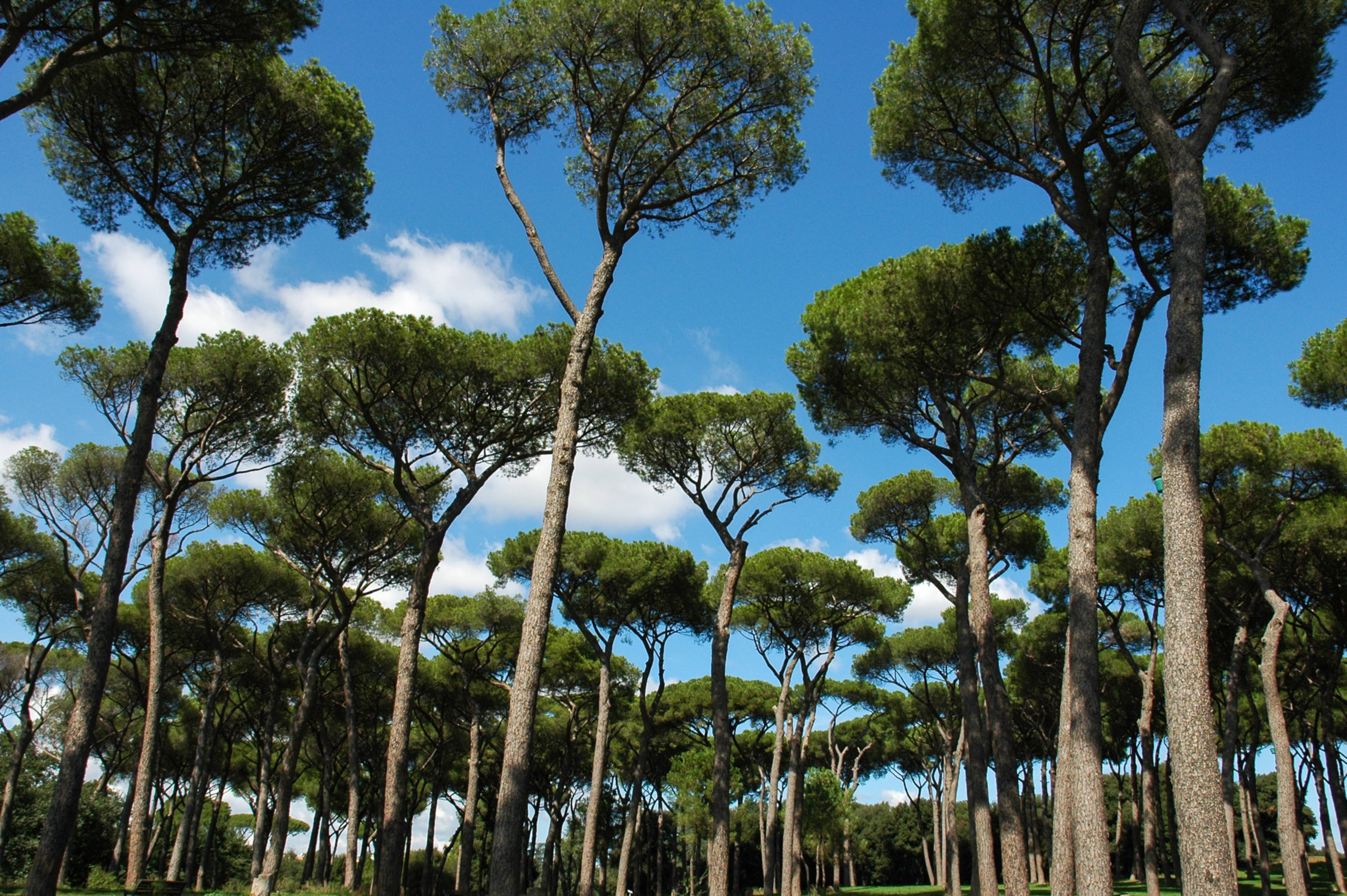 Taking a relaxing walk in Romes Gianicolo Park