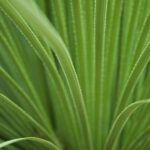 Botanic Garden Cactus Leaves Texture