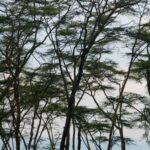 African Tree Line