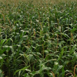 Wheat Field