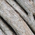 Tree Coarse Bark