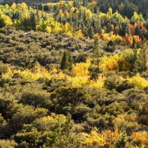 Yosemite Indian Summer Forest View