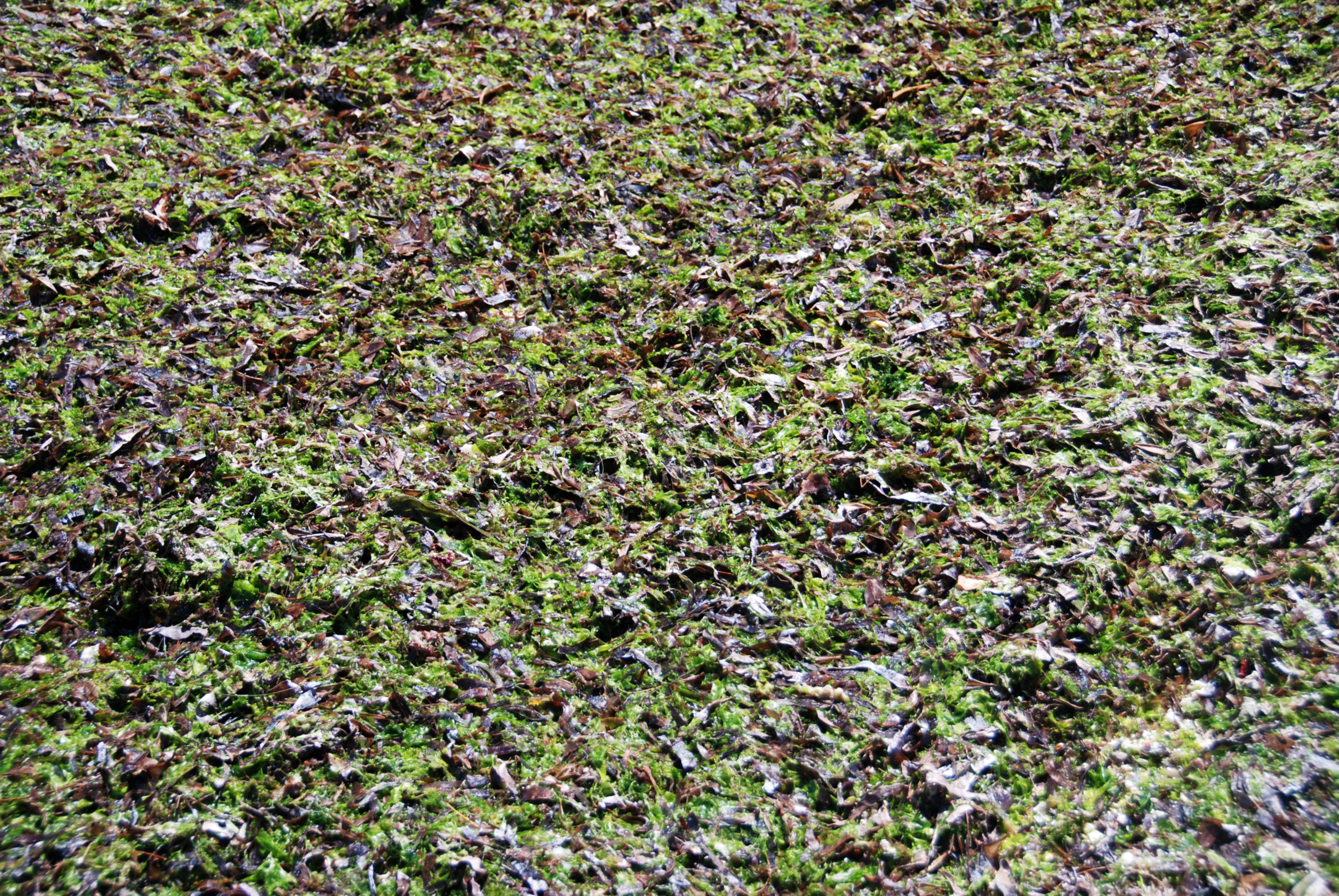 Wet Dirt Soil background