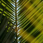 Palm Tree Leaves