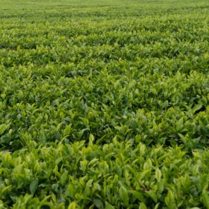 Thea Plants
