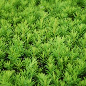 Conifer Hedge Texture