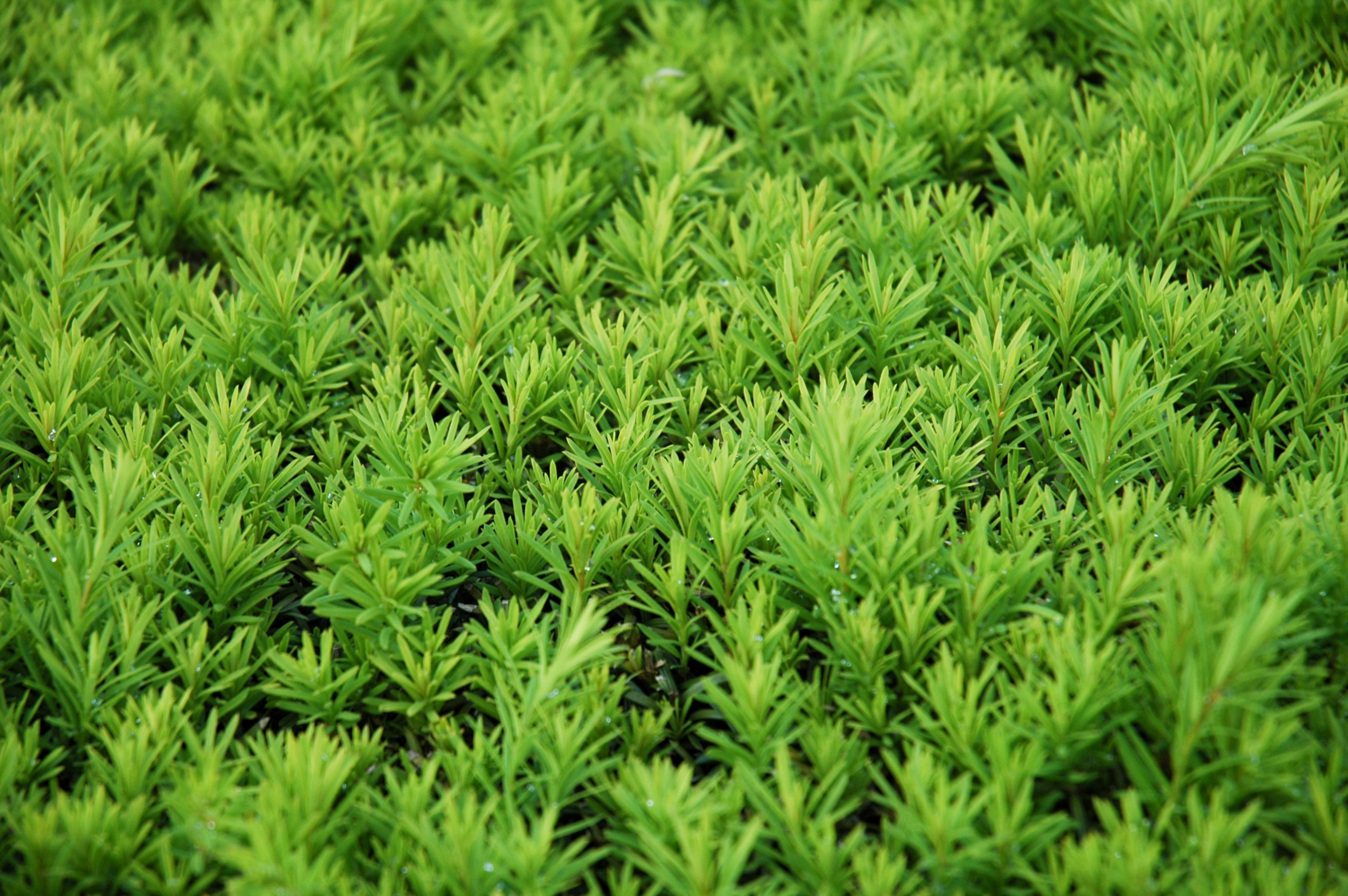 Conifer Hedge Texture
