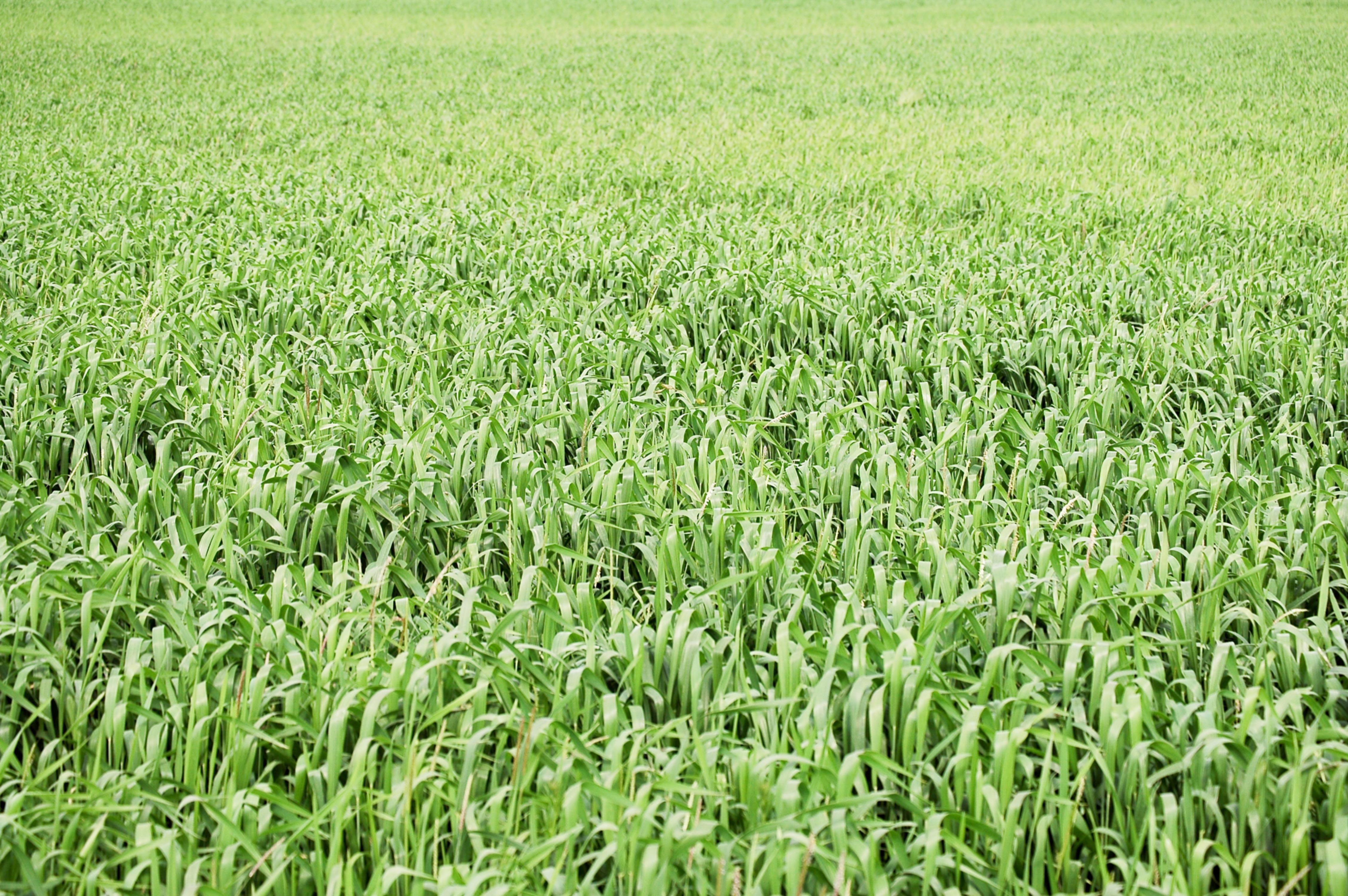 Grass Field background