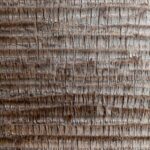 Palm Tree Trunk Full frame background texture