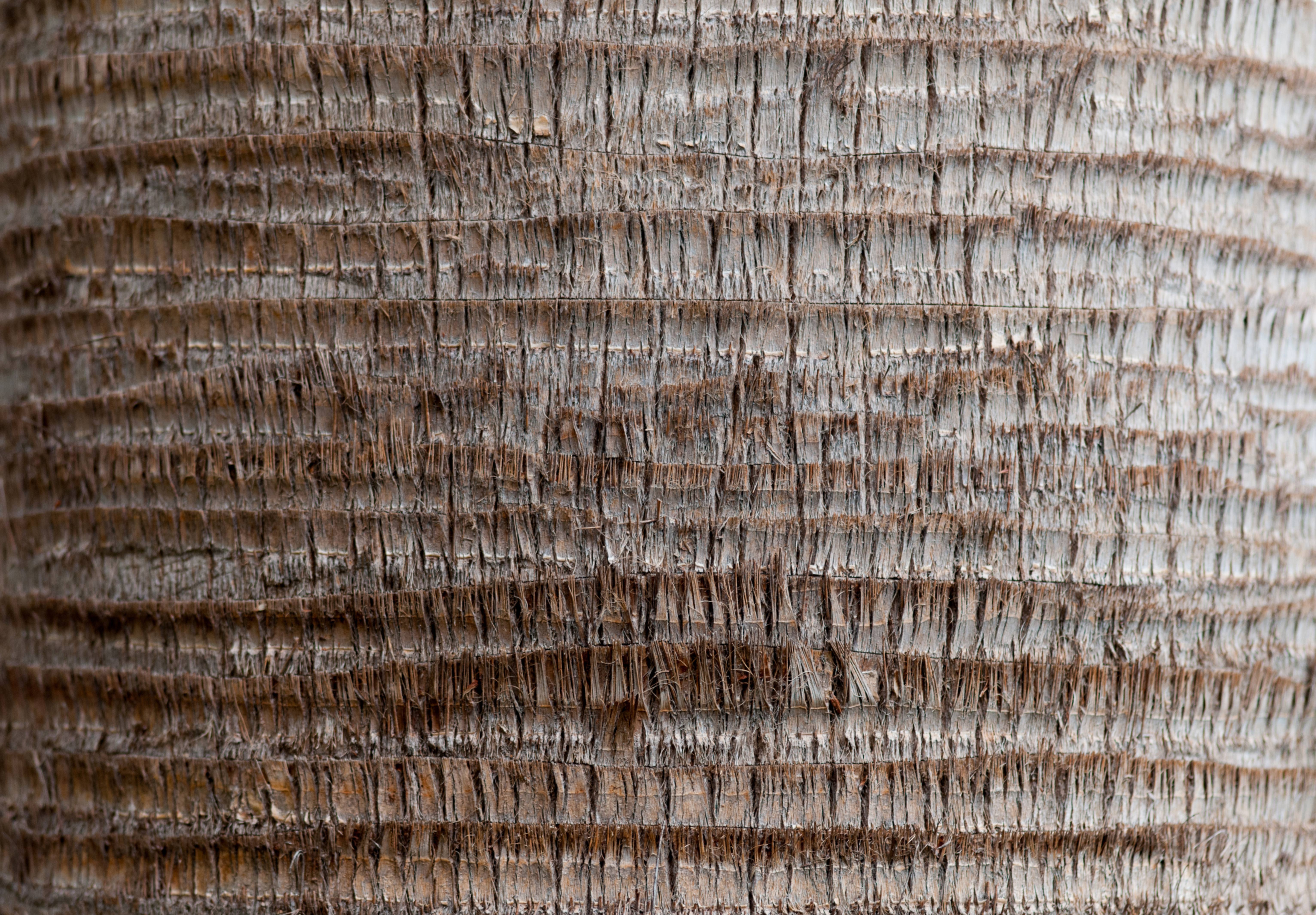 Palm Tree Trunk Full frame background texture