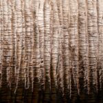 Palm Tree Trunk horizontal