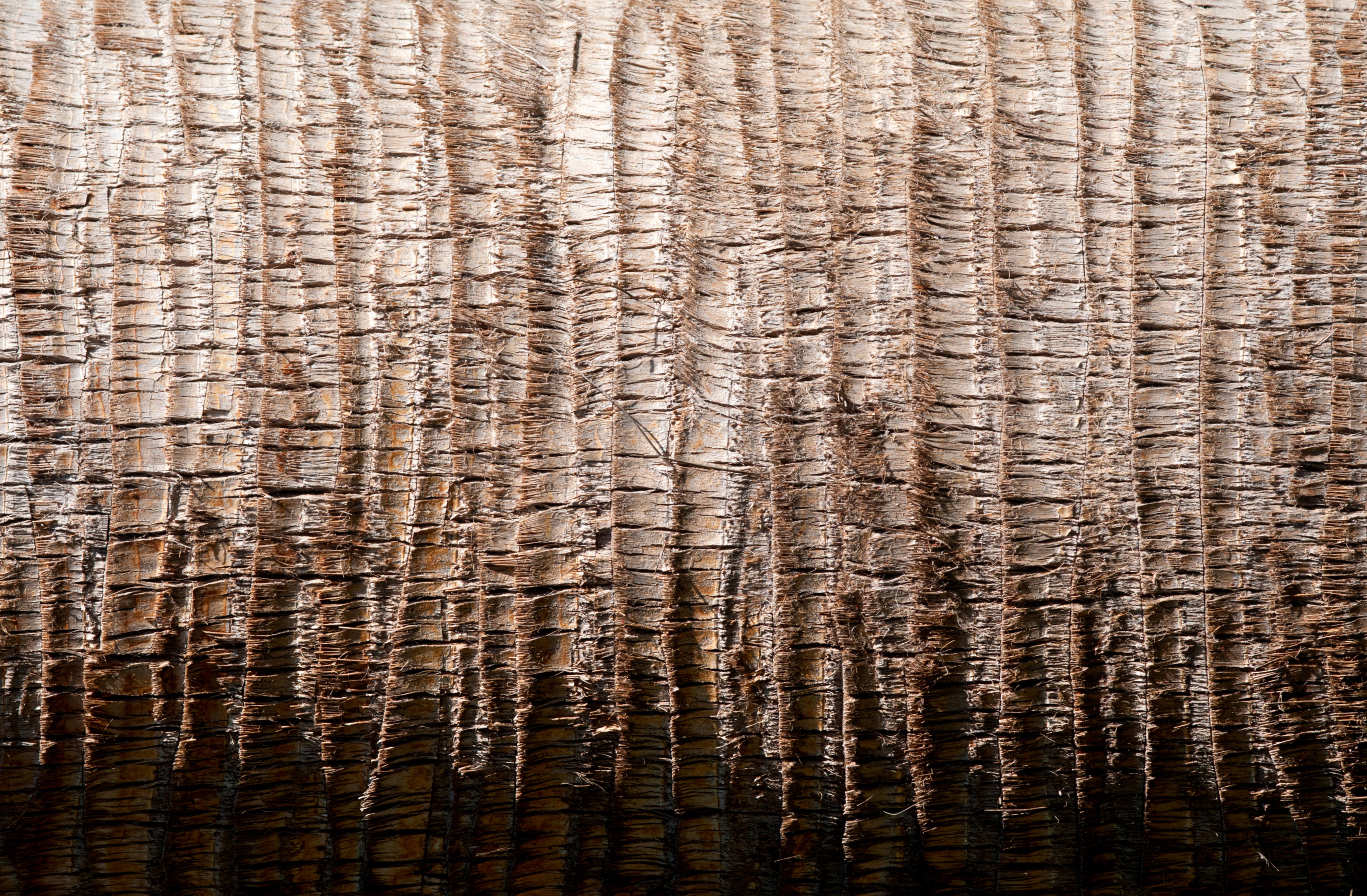 Palm Tree Trunk horizontal