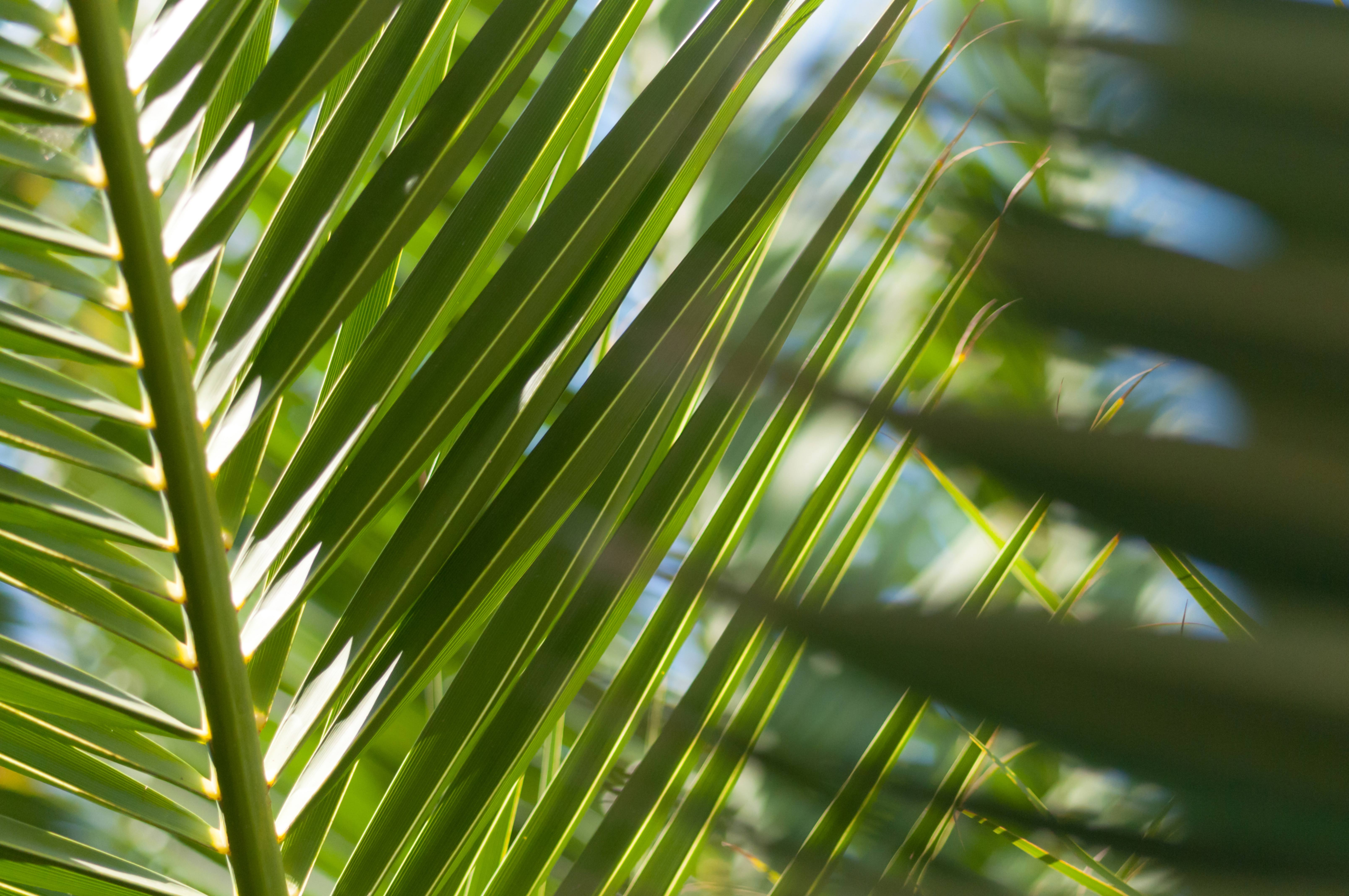 Palmtree Leafs and Blue Sky Backdrop