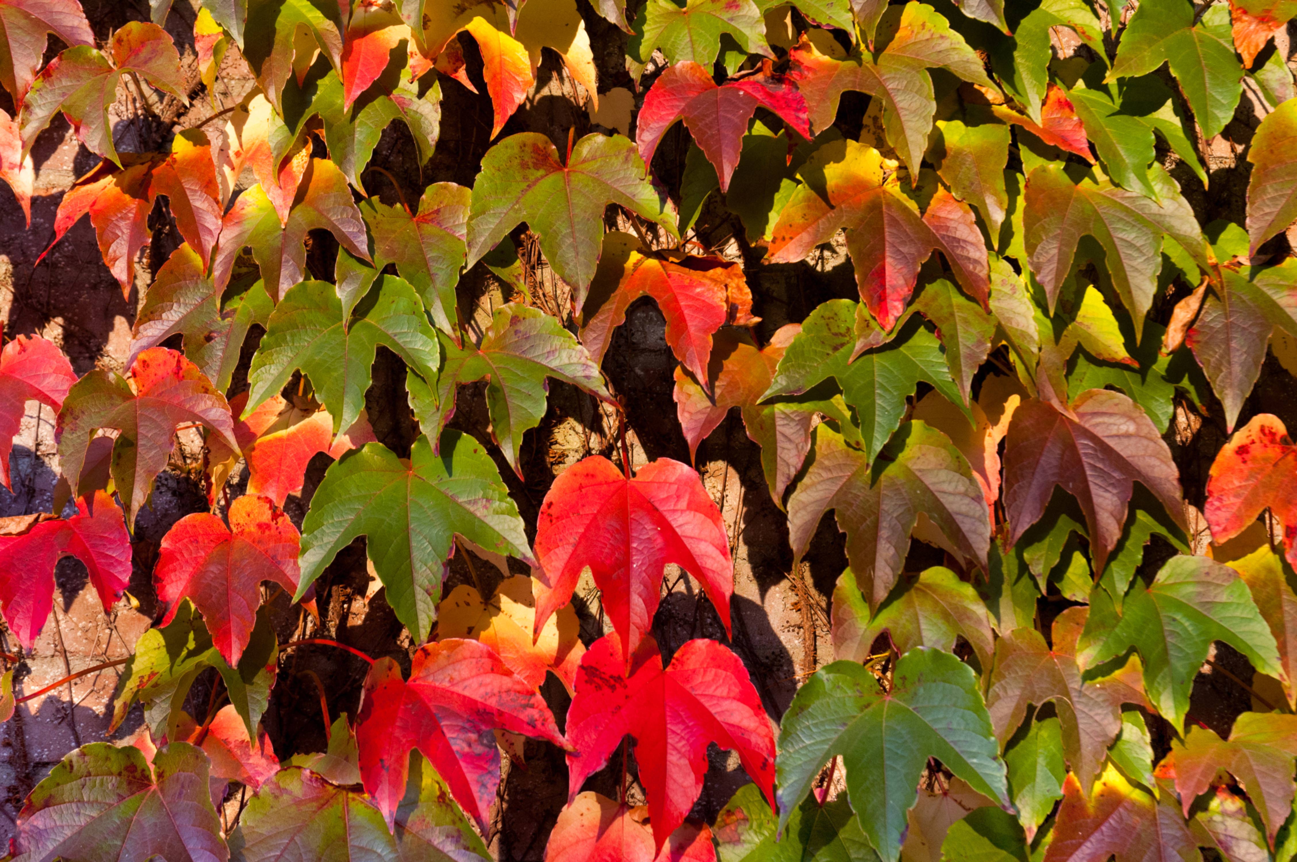 Parthenocissus Tricuspidata Green Spring