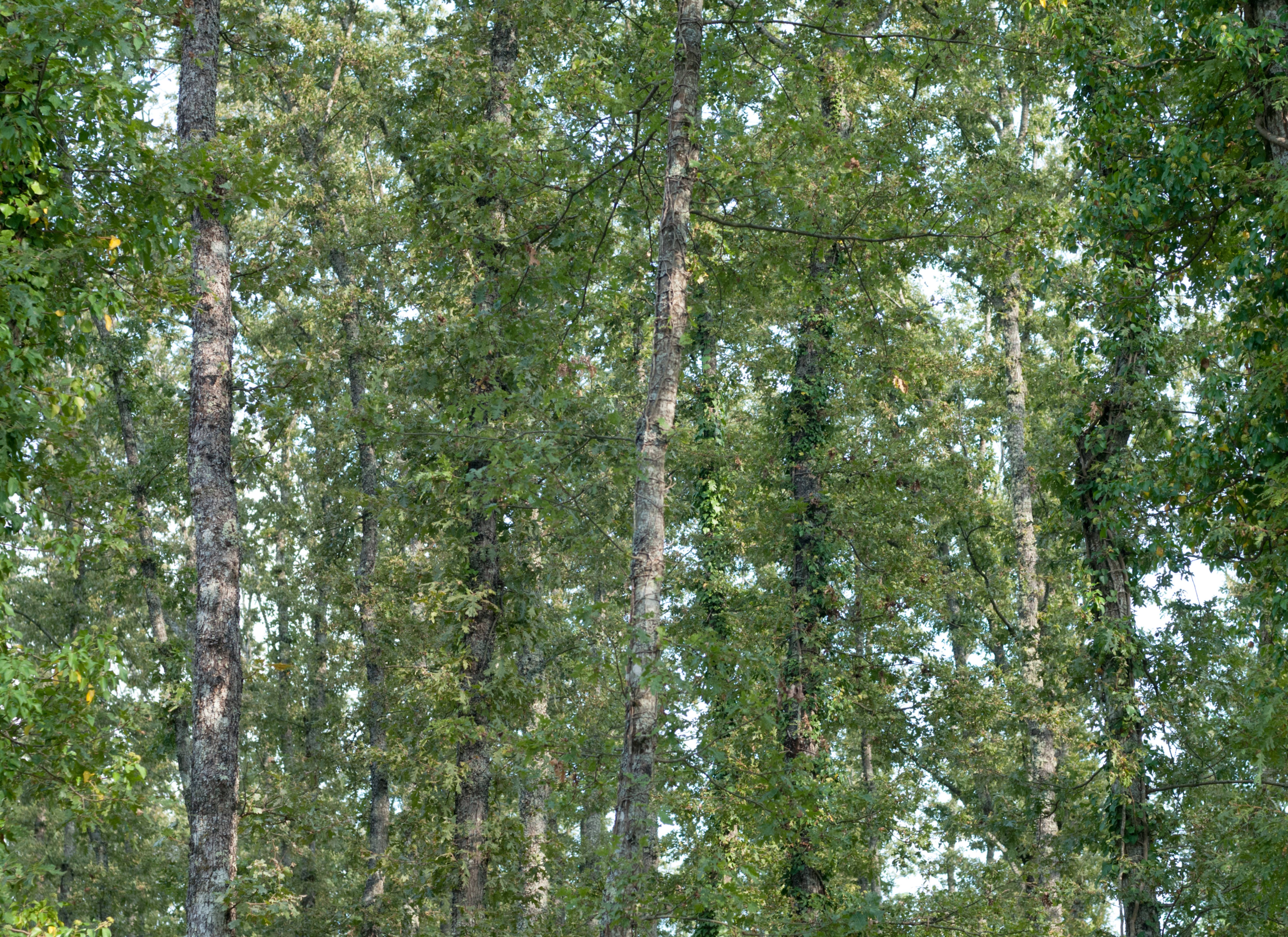 Pattern of forrest trees
