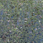 Pattern of water plants and leafs