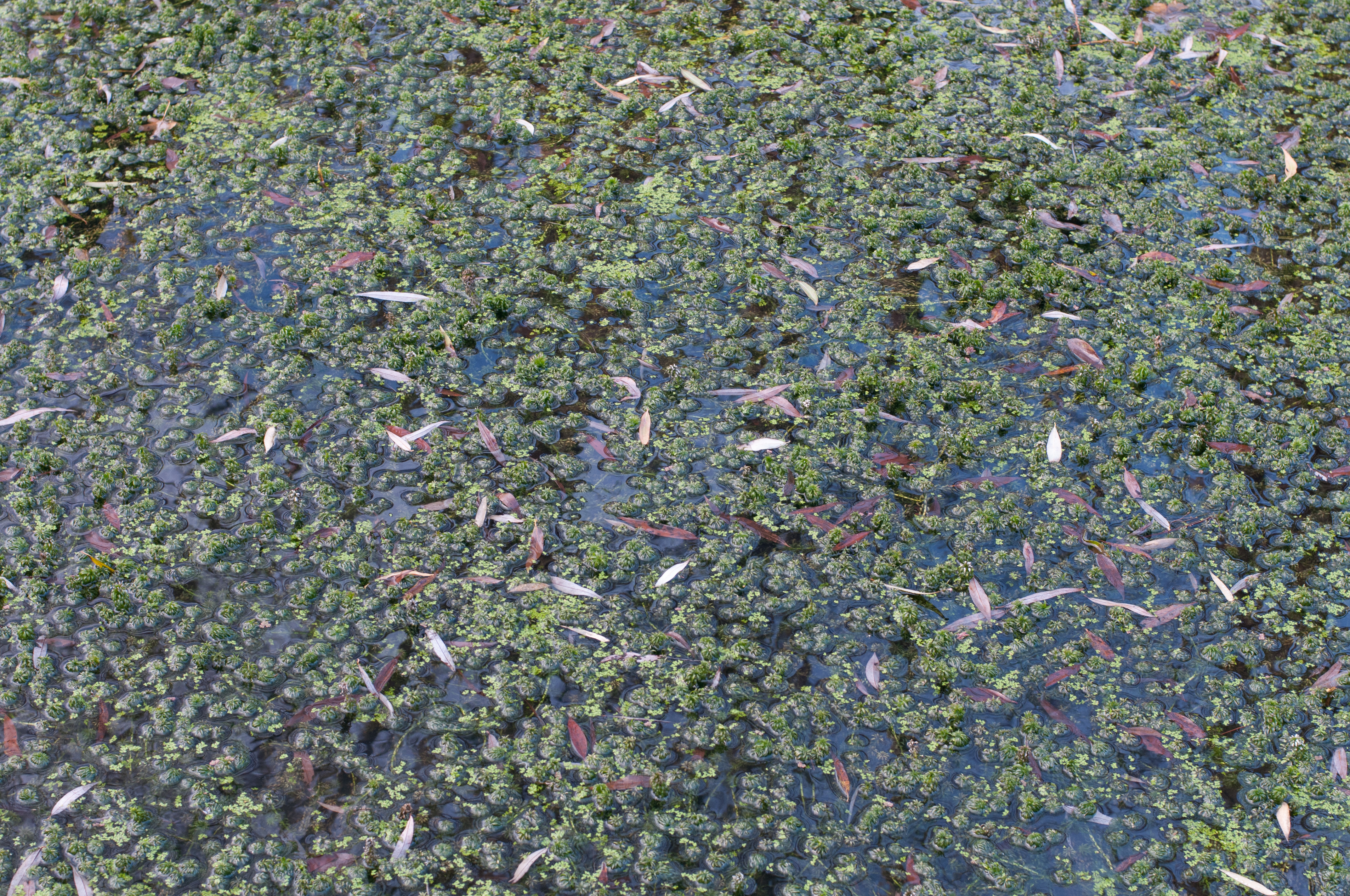 Pattern of water plants and leafs