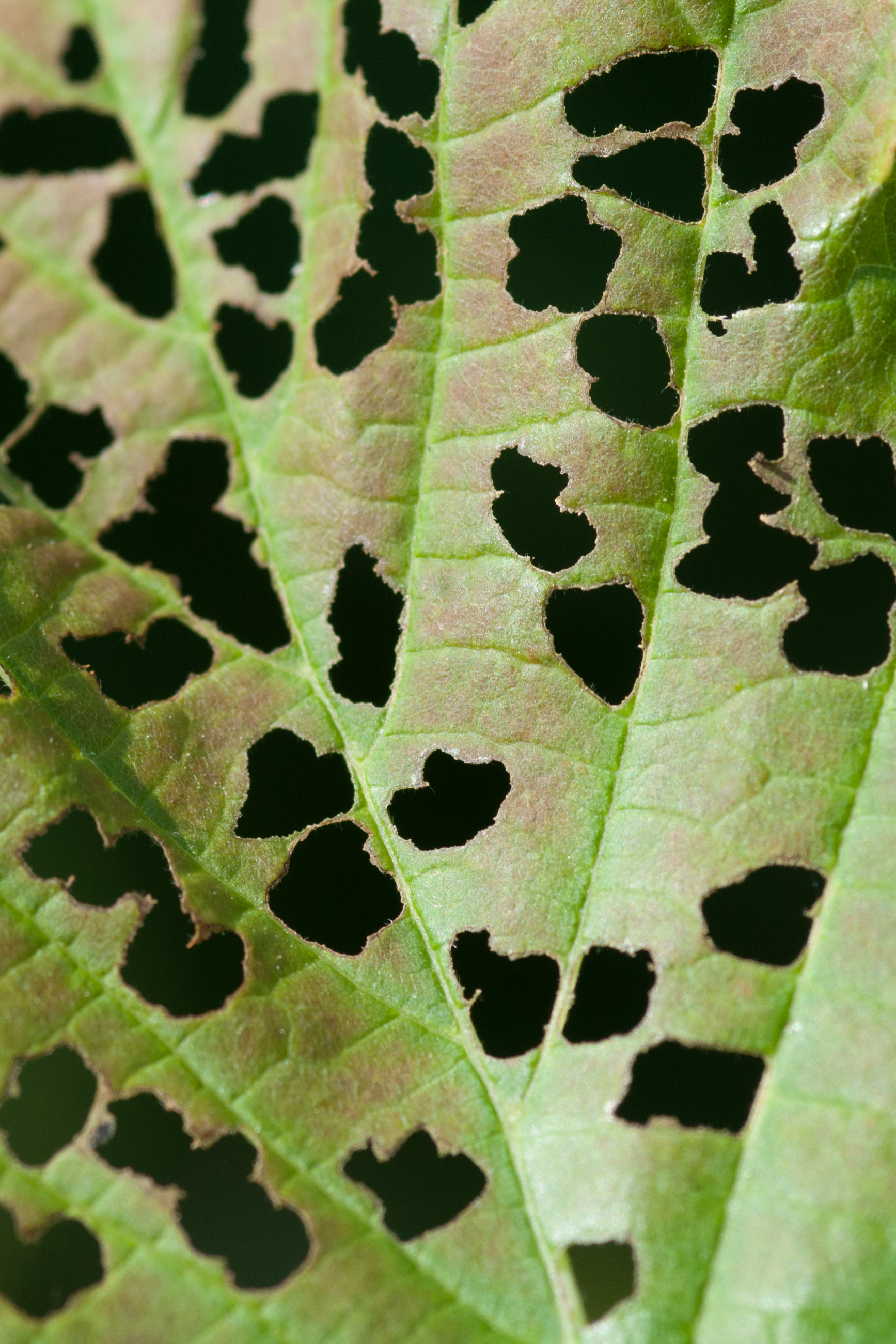 Pitted leaf in natural ambiance