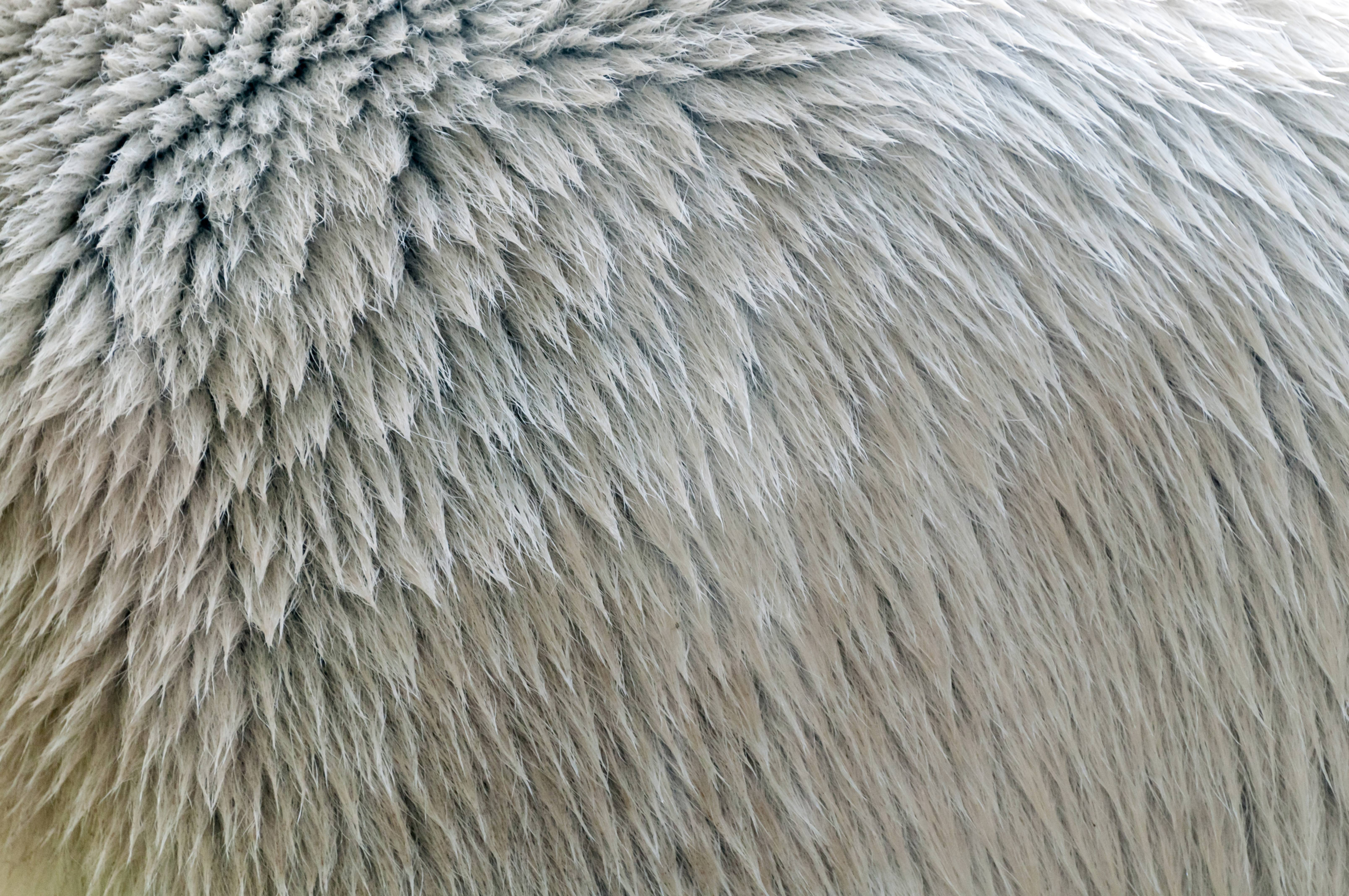 Polar bear fur texture close-up