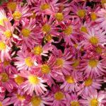 Purple Pink Yellow Bed of Flowers