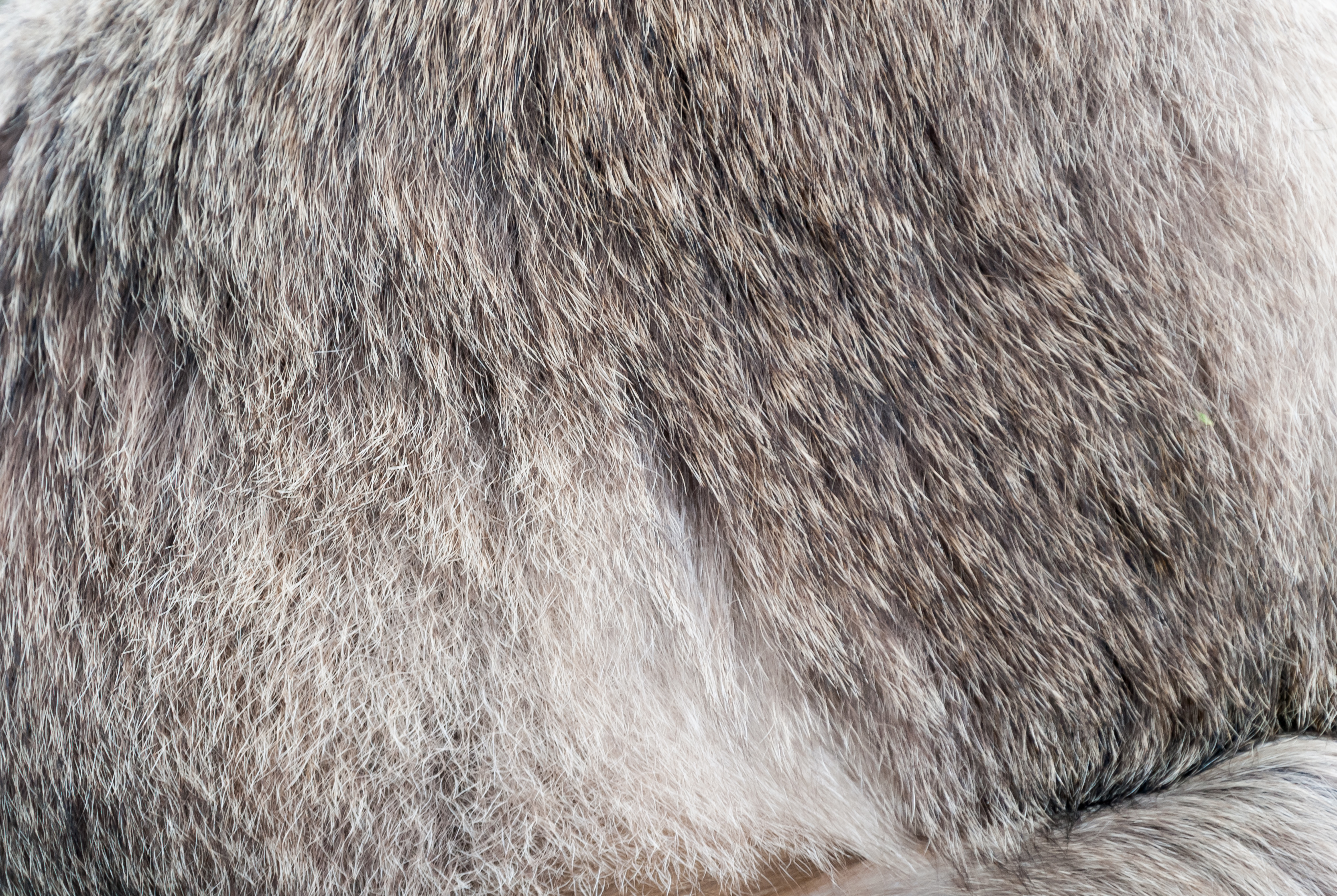Raccoon fur close-up texture