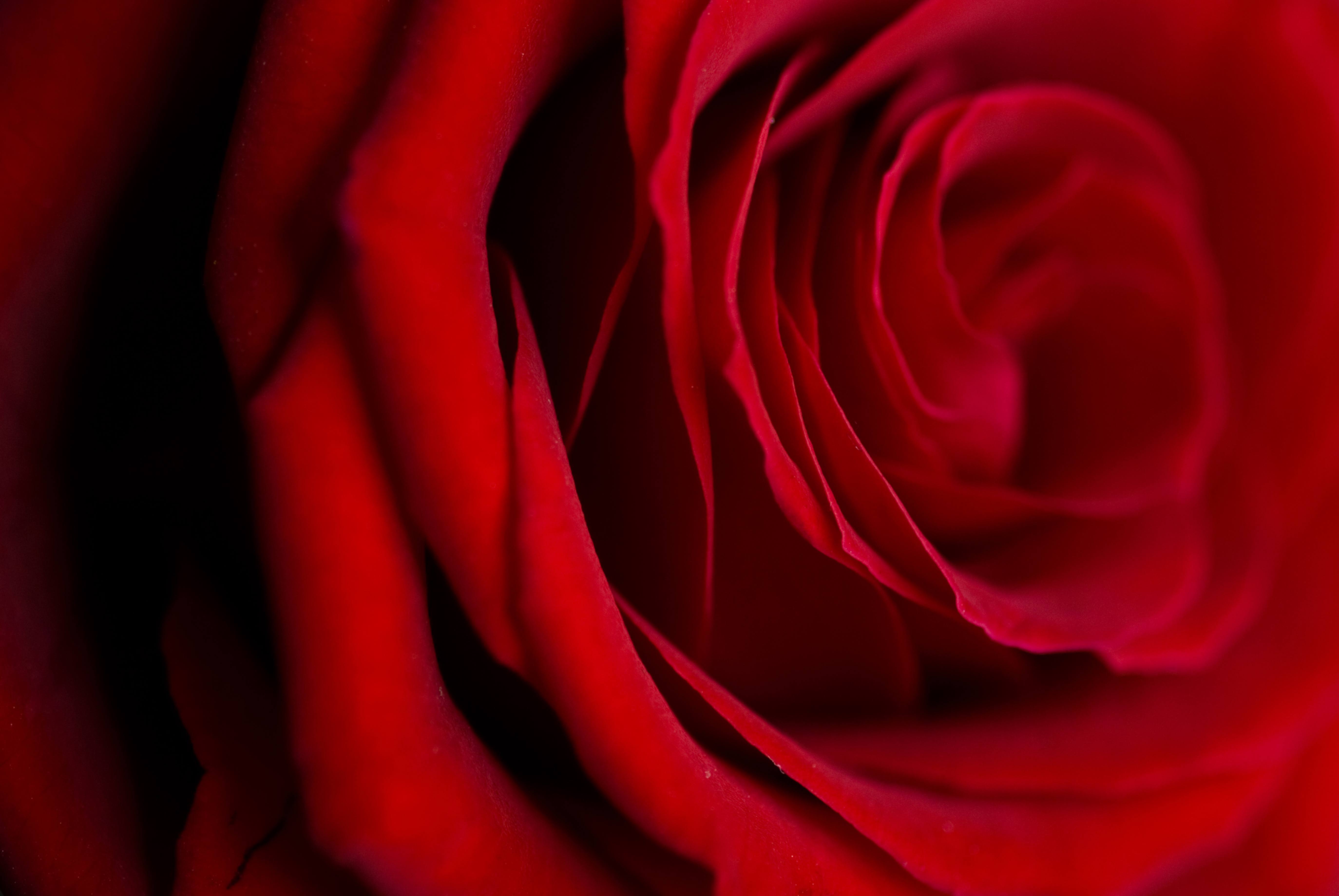 Free Photo Rose Close-Up Red Flower