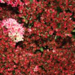 Red flowers stand out from the rest