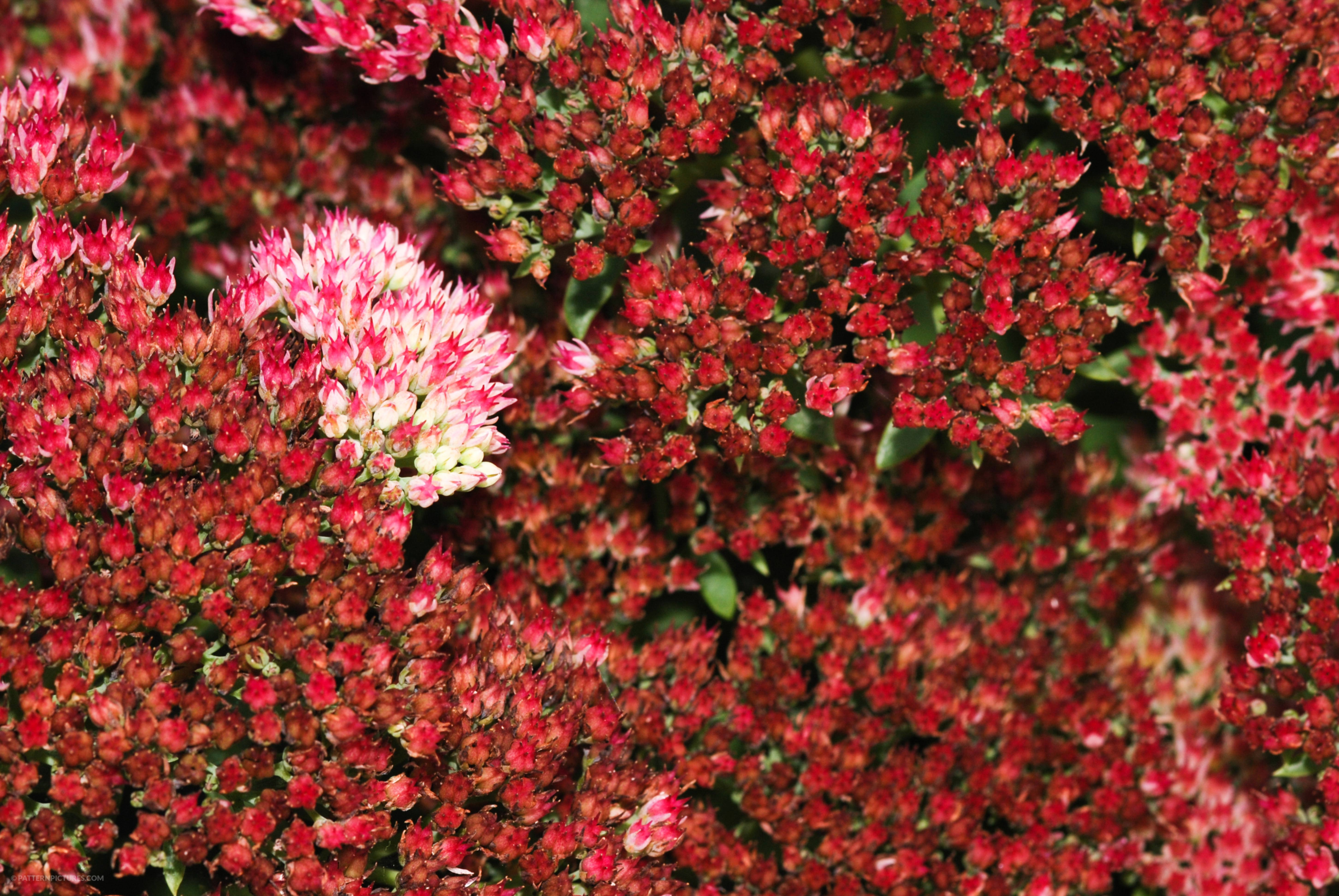 Red flowers stand out from the rest