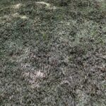 Reed roof texture