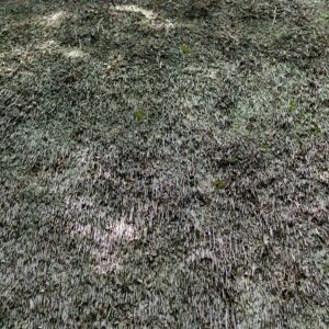 Reed roof texture