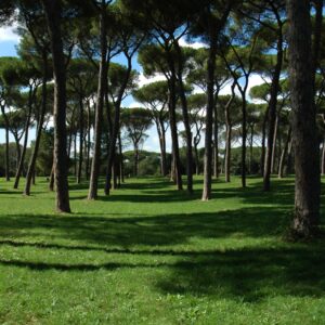 Roman park trees landscape