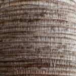 Rounded Palm Tree Trunk Pattern